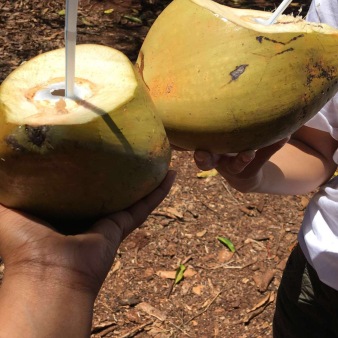 Fresh coconut from the farm